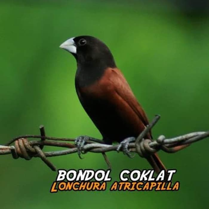 Burung Emprit Pipit Finch Kepala Hitam Vb2 1987 Shopee Indonesia