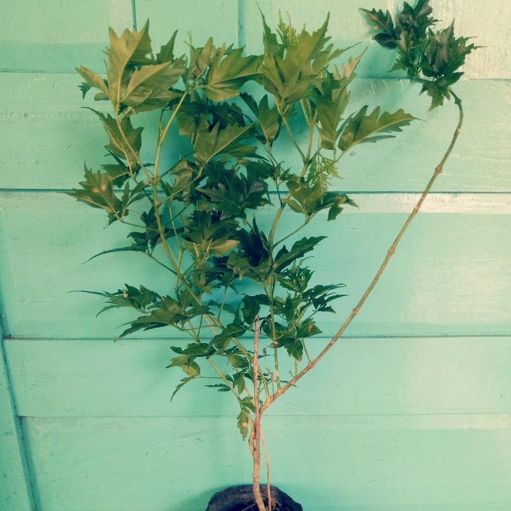 Pohon Tanaman Cendana NTT || BIBIT CENDANA