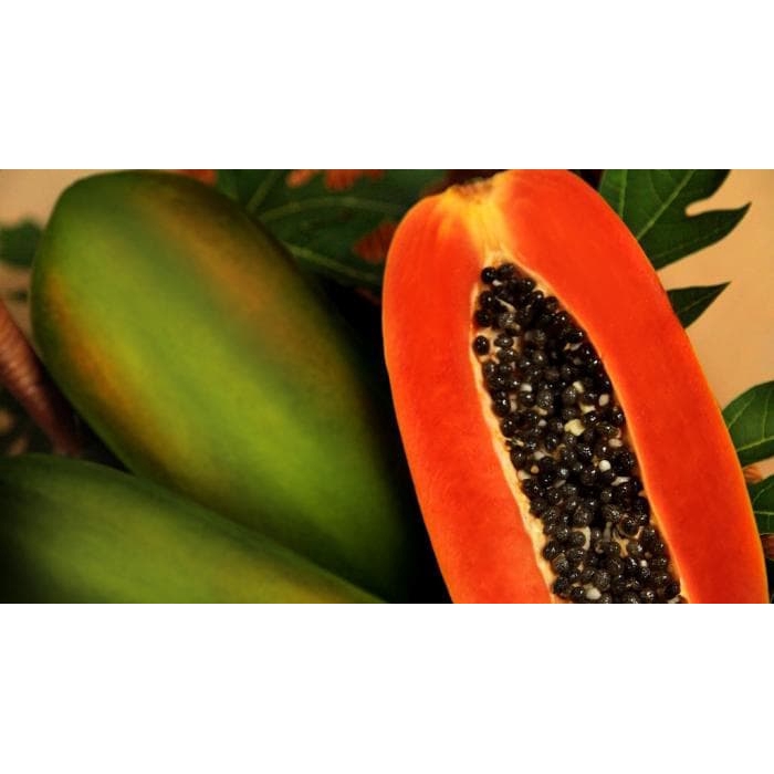 Bibit Pepaya California super