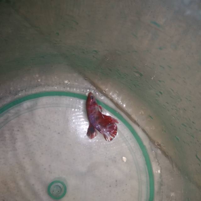 Sell cupang koi emerald #cupang lampung