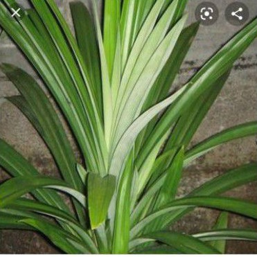 

Daun pandan harga per ikat