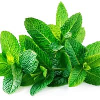 Benih Bibit Biji - Spearmint Mint (Mentha spicata) Herb Seeds - IMPORT