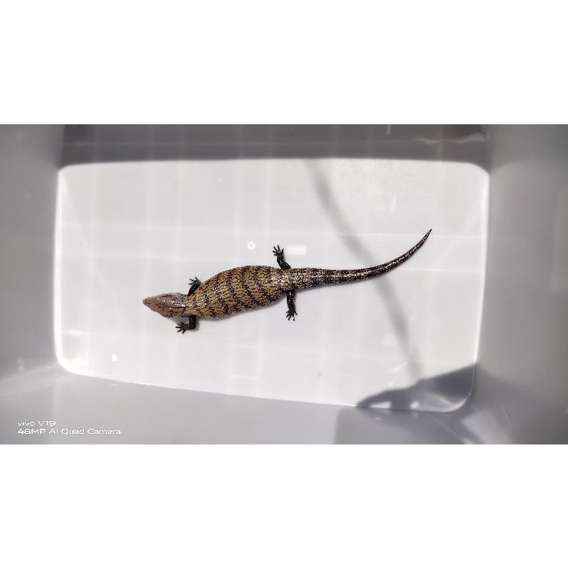 mainan panana marauke