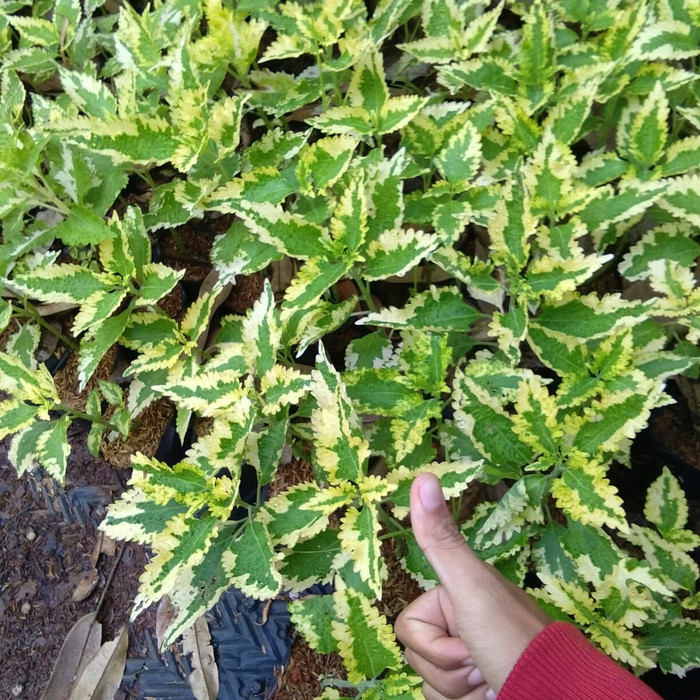 Pohon miana kuning hijau / miana herbal / pohon miana Yellow grenn