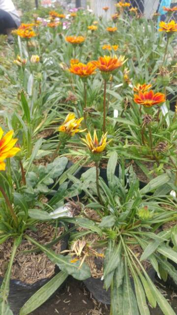 Tanaman gazani mini orange blooming sunflower (gazania) - BAKUL KEMBANG