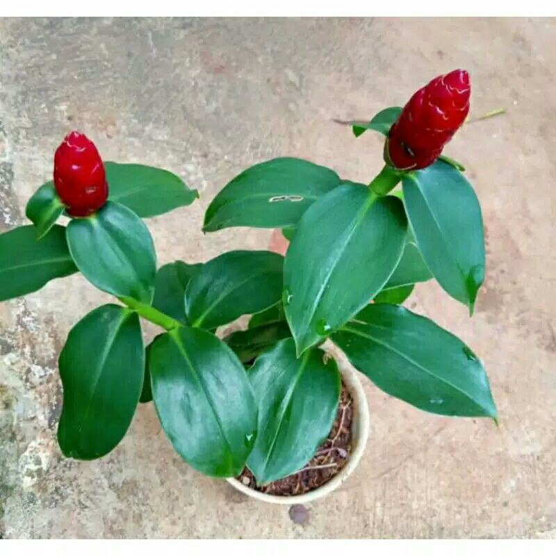 Costus Spiral Ginger tanaman hias Costus spiralis