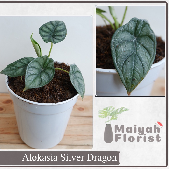 Alokasia Silver Dragon - Alocasia - Keladi - Tanaman Hias