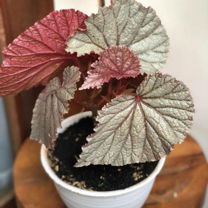 tanaman hias daun bigonia silver