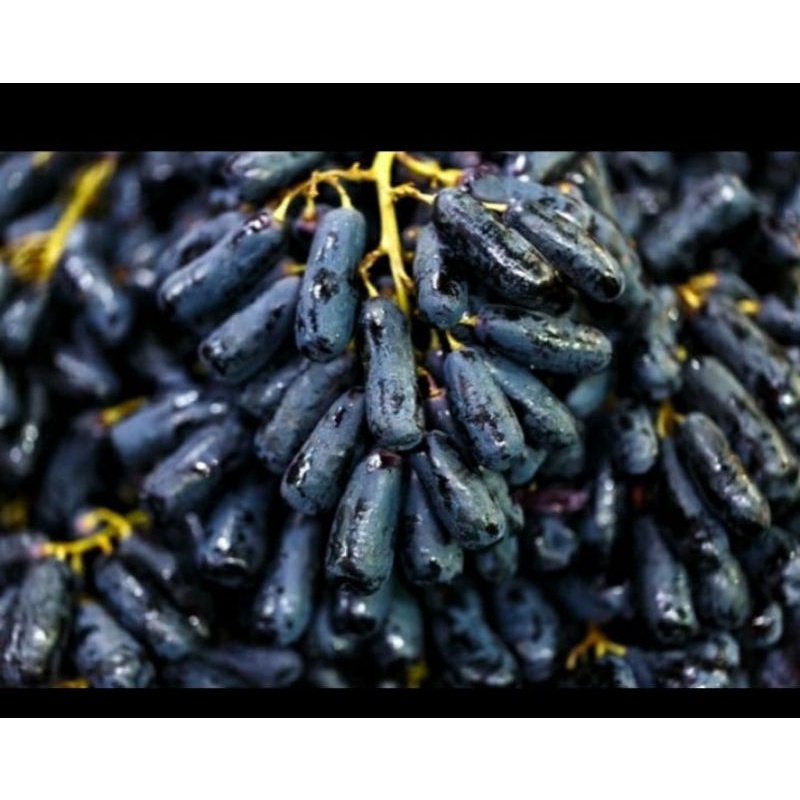 

Anggur Sweet Saphire