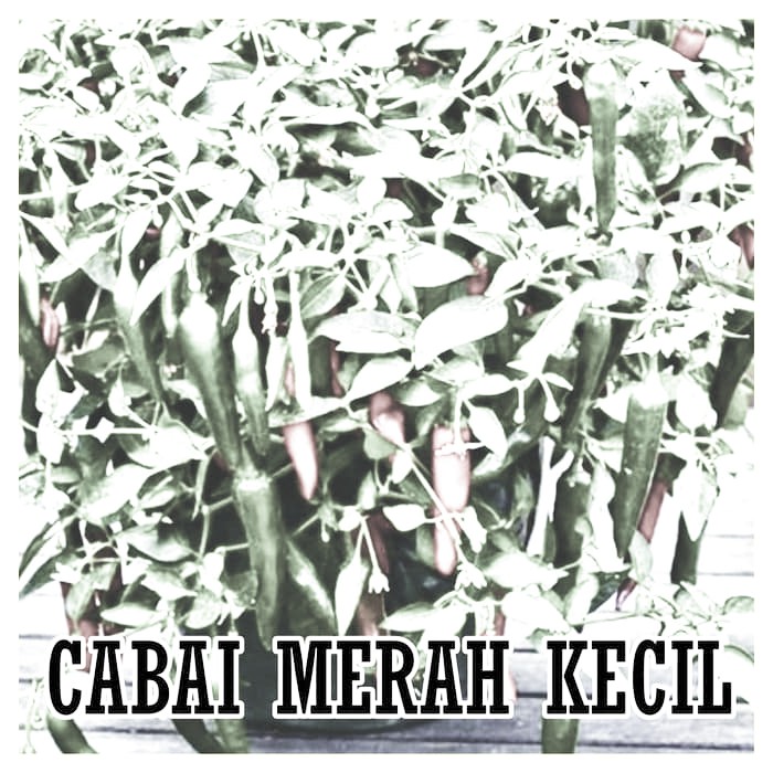 Promo BENIH BIJI CABAI MERAH KECIL HIDROPONIK Murah