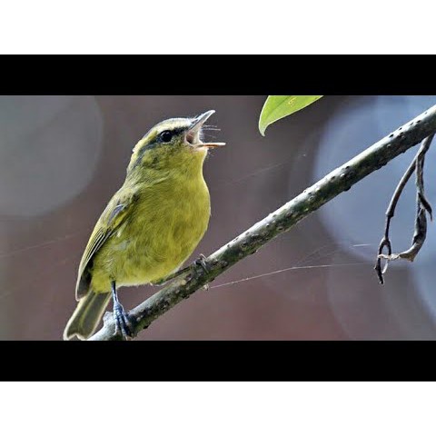 Burung Cikrak Daun Atau Mozambik Lokal atau Tralis