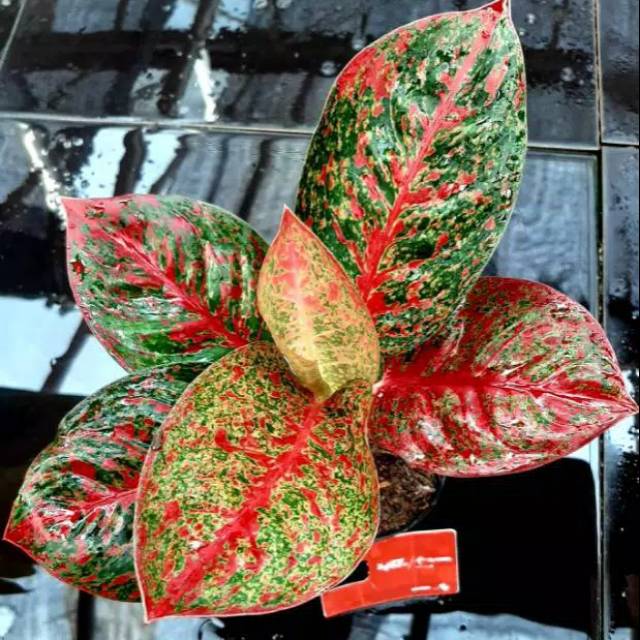 STARDUST / AGLONEMA STARDUST -BIBIT AGLONEMA STAR DUST