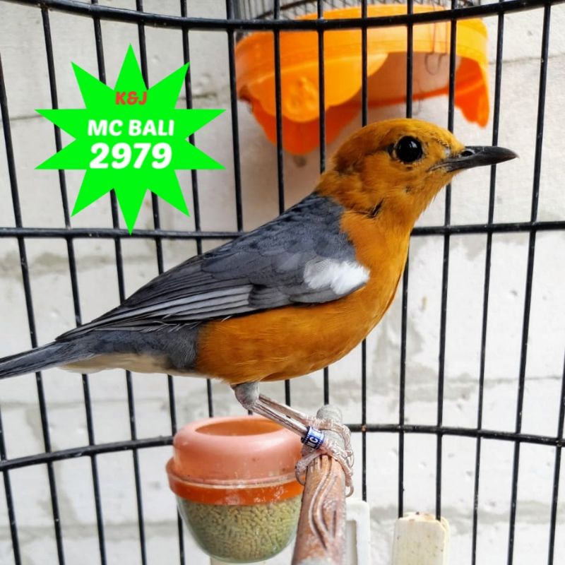 ANIS MERAH PLONGAN MC BALI