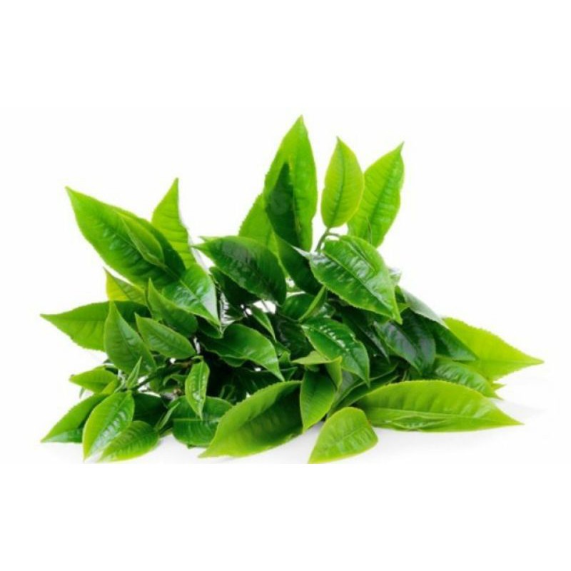 

Pucuk teh segar, Toko Denis Herbal,