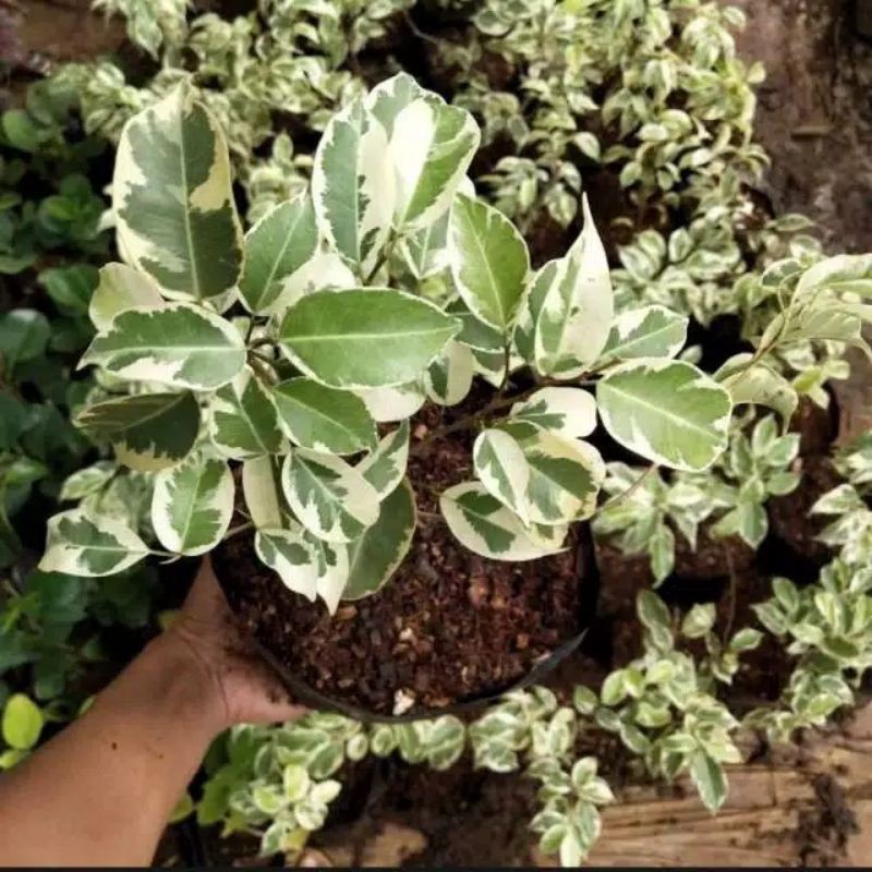 Beringin Variegata - Tanaman hias Beringin Koreas Variegata