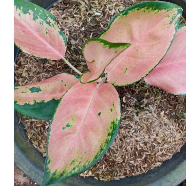 AGLONEMA KOCHIN TEMBAGA/AGLONEMA KOCHIN SUNRISE/AGLONEMA KOCHIN TEMBAGA MURAH/BIBIT AGLONEMA TEMBAGA