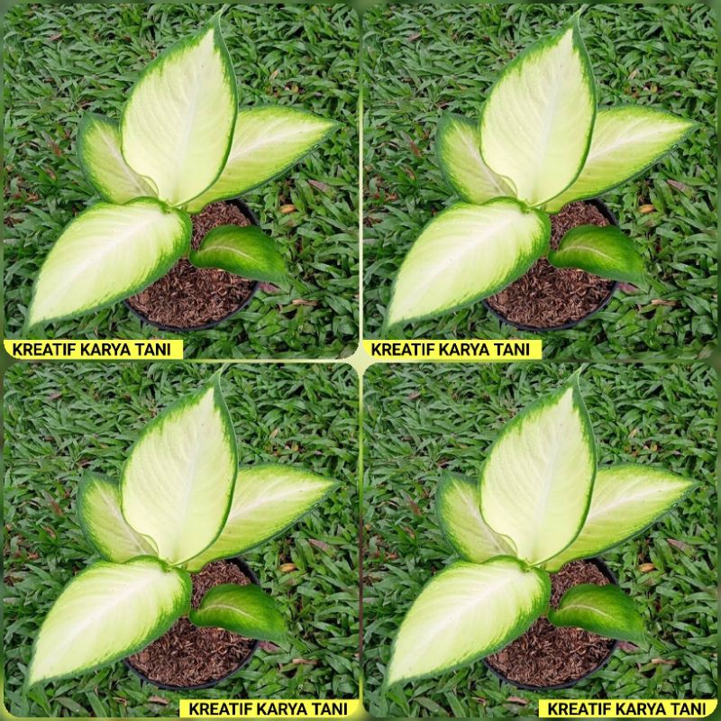 PROMO Paket Aglonema Tissue - Paket 4 tanaman aglonema Tissue