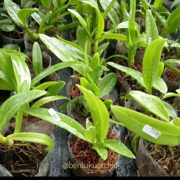 anggrek seedling dendro - usia 5 bulan