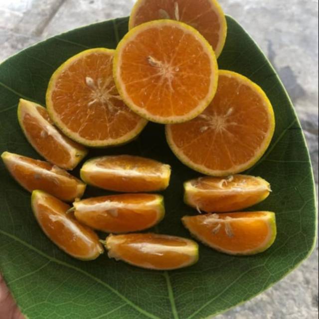 

Jeruk gergah