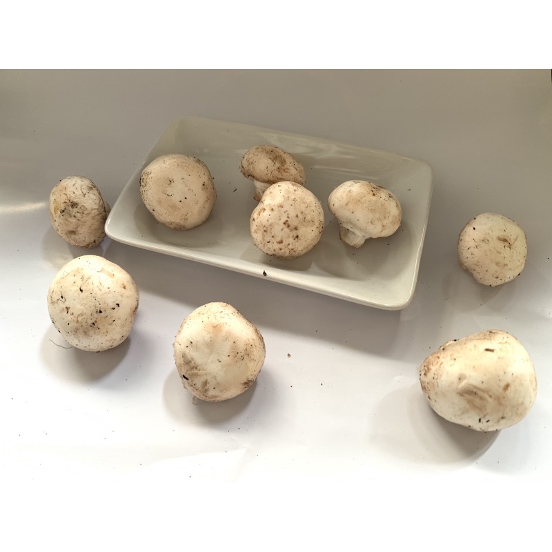 

jamur kancing dieng 1kg