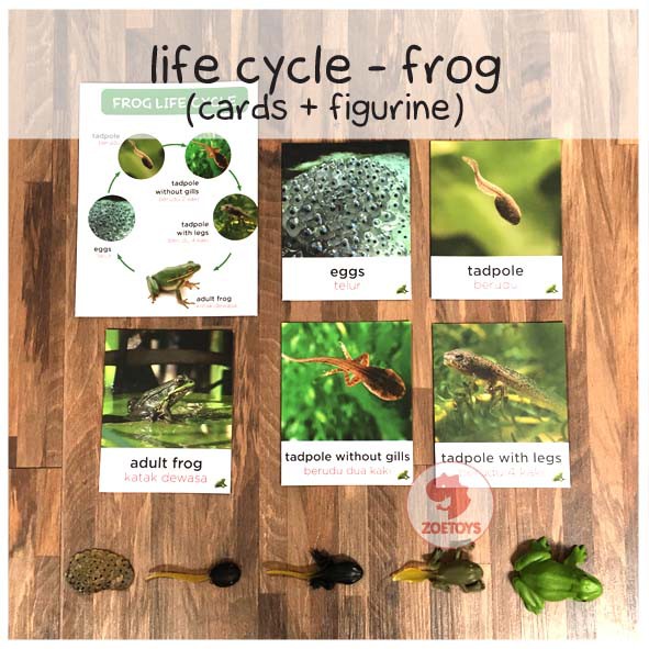 Zoetoys Paket Hemat Montess : Life Cycle Figures + Cards | Bee Butterfly Chicken Frog