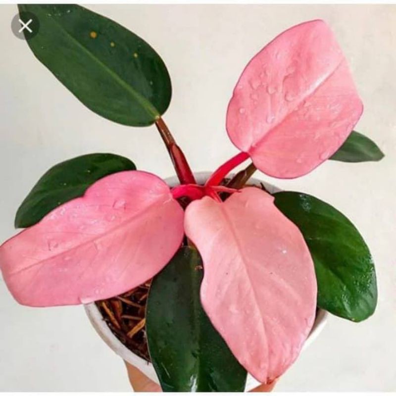 Bibit Tanaman Hias Philodendron Pink Congo - Tanaman philodendron