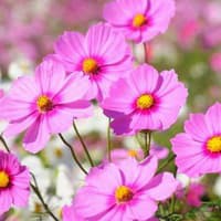 Benih Bibit Biji - Bunga Cosmos Gloria Flower Seeds - IMPORT