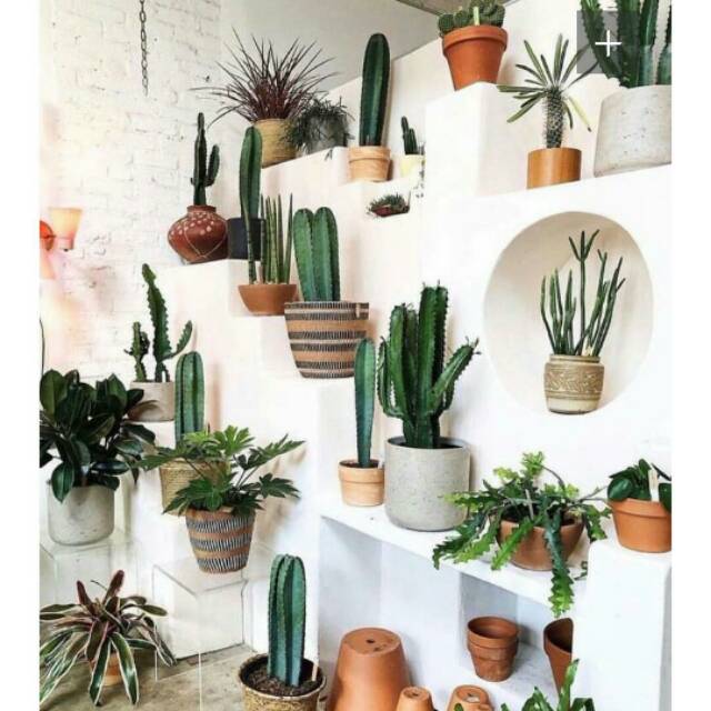 Produk Rehan_garden Shopee Indonesia