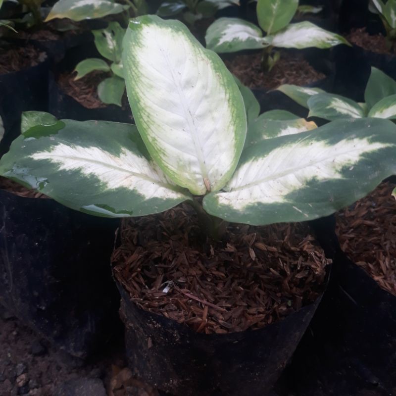 Tanaman Hias Aglonema Tissue/ Aglonema tisu