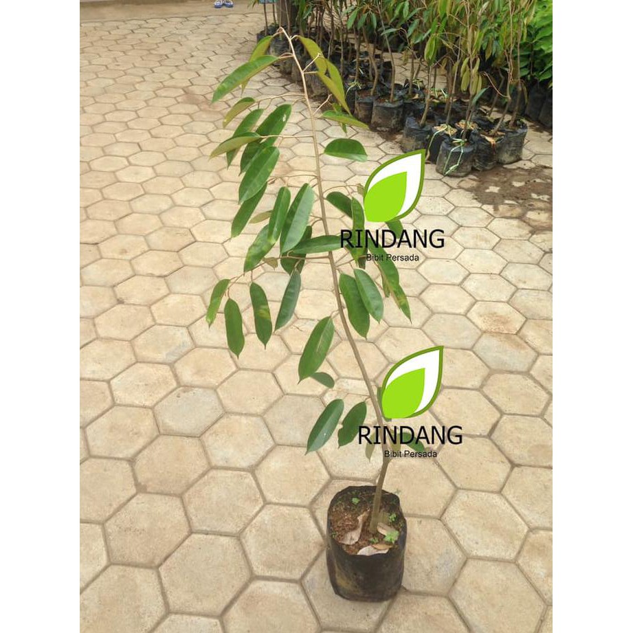 Bibit Tanaman Buah  Durian Merah I Pohon Durian Merah (Red Durian) @_@