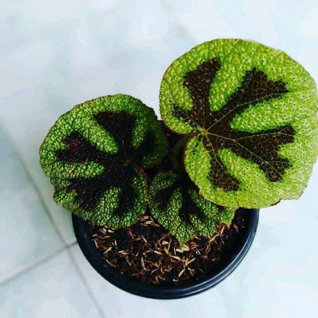 Begonia Tapak Macan