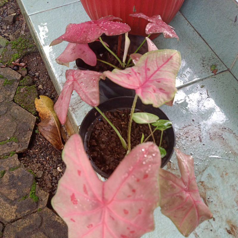 keladi sexy pink(caladium sexy pink)