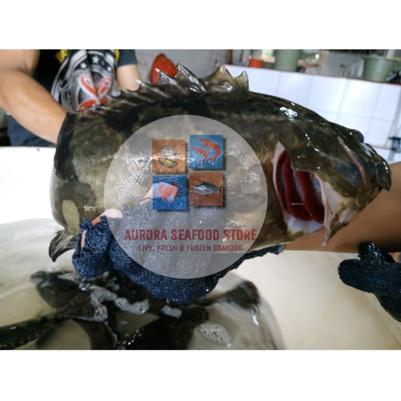 

Kerapu macan fresh segar