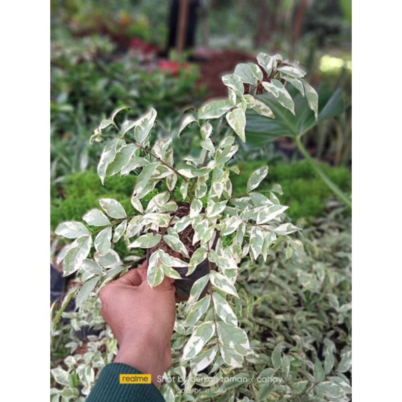 Tanaman Hias Anting Putri Putih / Anting Putri Varigata