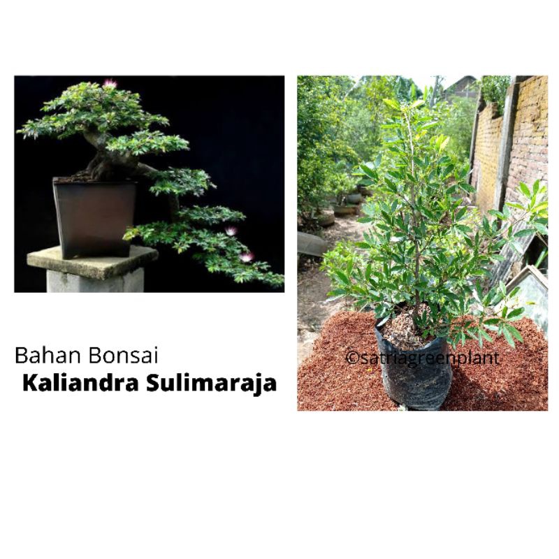 Bahan Bonsai Kaliandra Sulimaraja