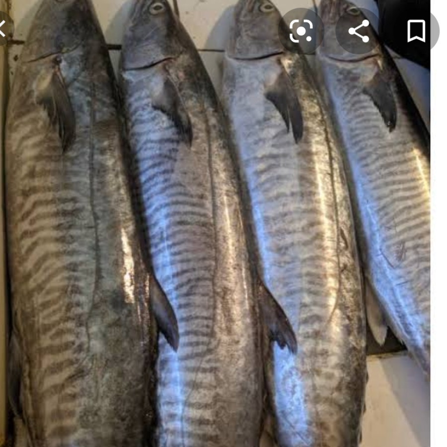 Ikan Tengiri Segar [1kg]