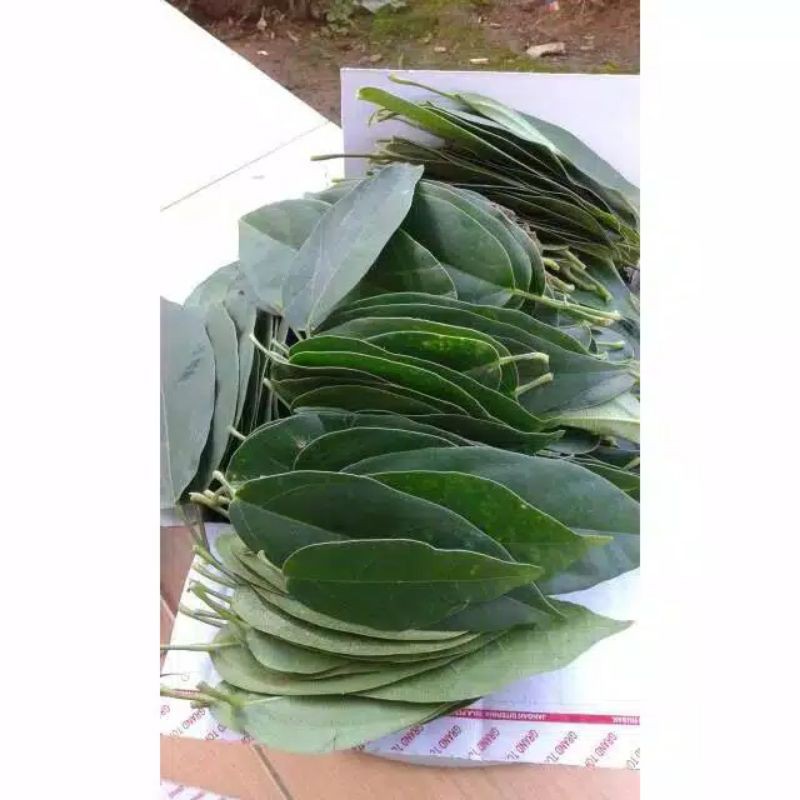 

DAUN CINCAU SEGAR/DAUN KI PANAS FRES