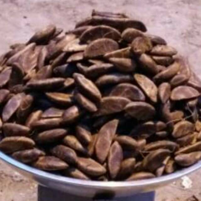 1KG Benih eboni (kayu hitam) Eboni Diospyros celebica