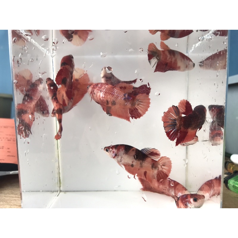 cupang nemo jantan betina