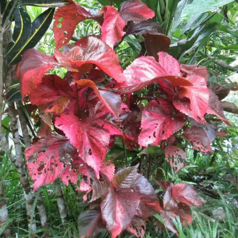 TANAMAN HIAS AKALIPA DAUN MERAH