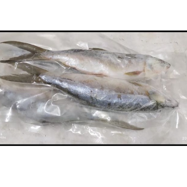 

Ikan Bandeng 10kg harga distributor