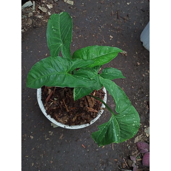 syngonium panda galaxy