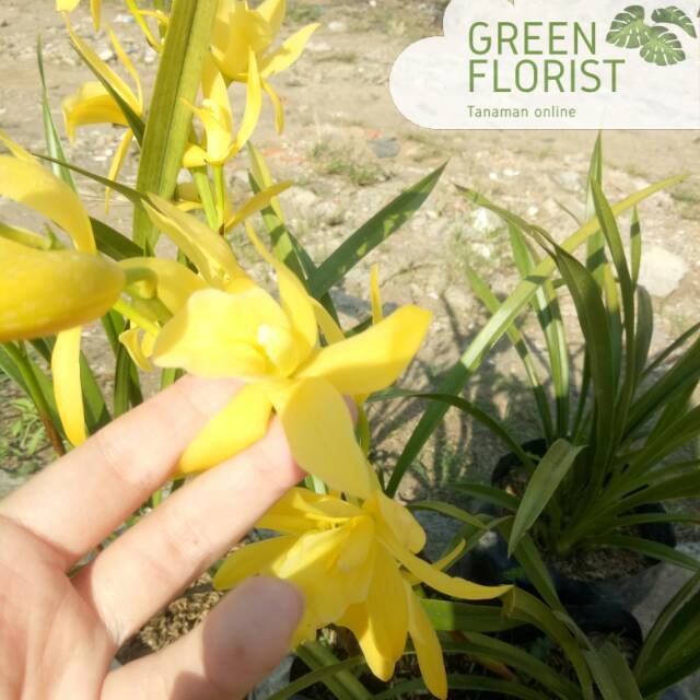 Anggrek cymbidium golden boy
