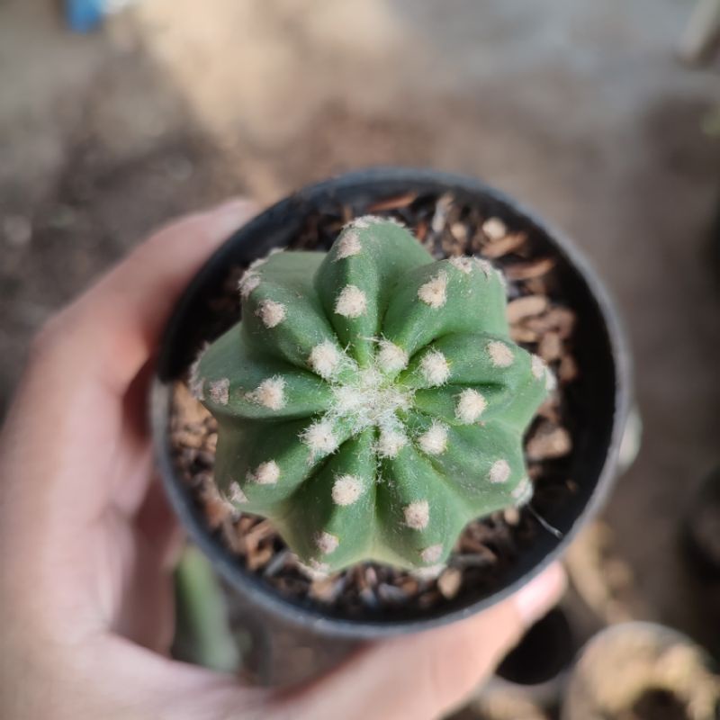 Kaktus ownroot Echinopsis subdenudata inermis