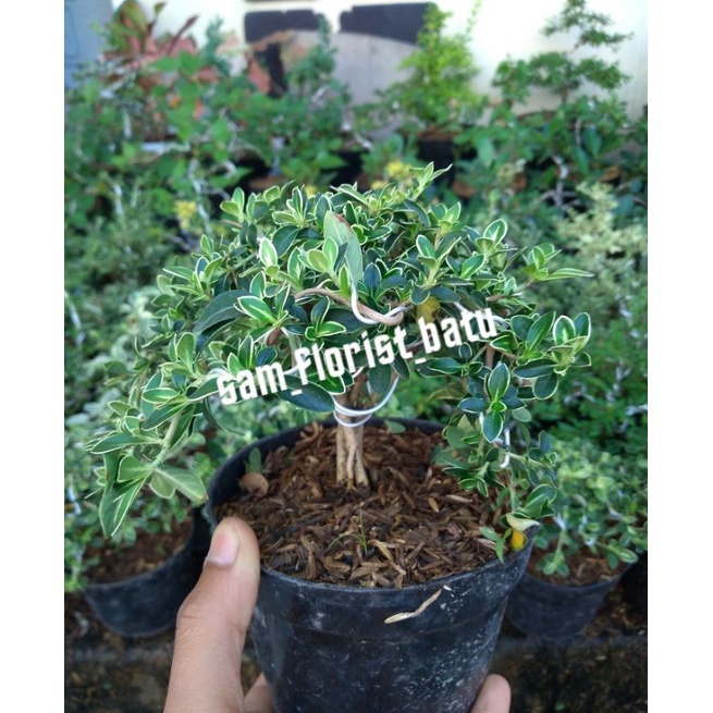 Tanaman bonsai mini mirten hingkip sudah jadi tinggal display