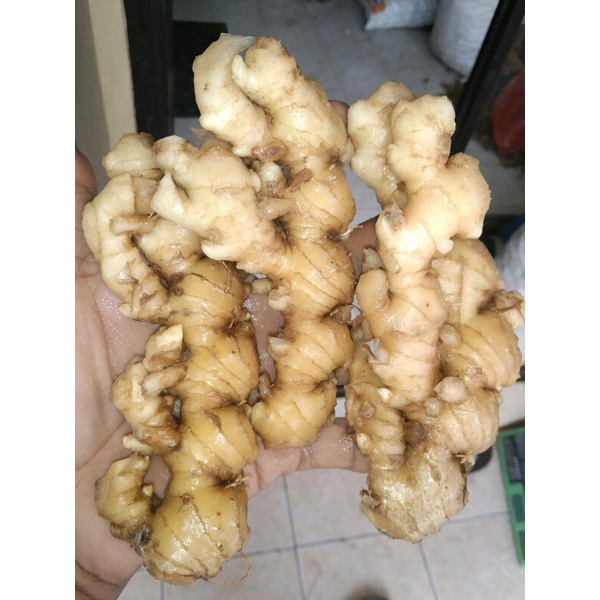 

jahe emprit segar, 500gram