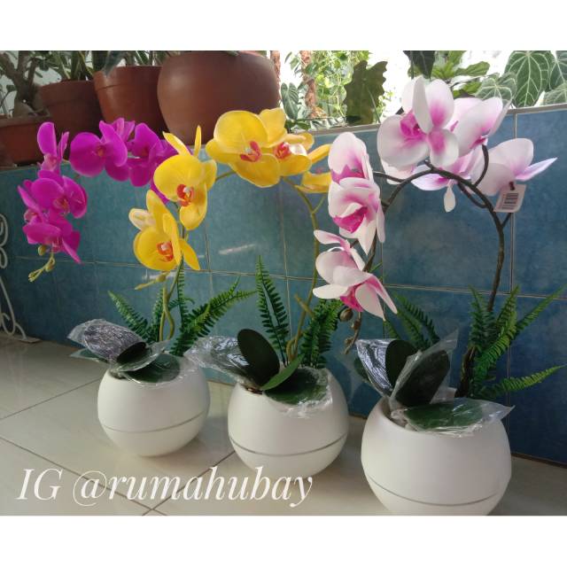 Anggrek latex jumbo 1 cabang / Anggrek bulan latex / Anggrek latek / Anggrek latex vas bulat