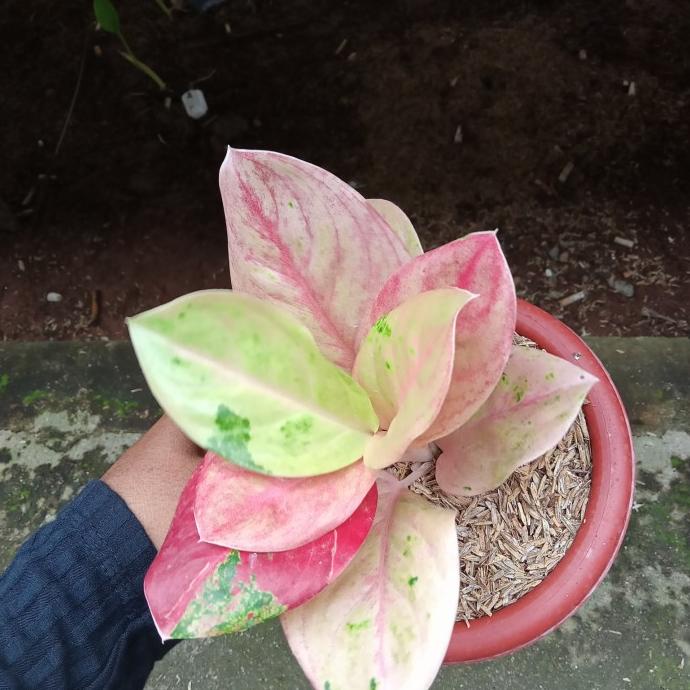 AGLONEMA EMERALD JUMBO RIMBUN,MUTASI