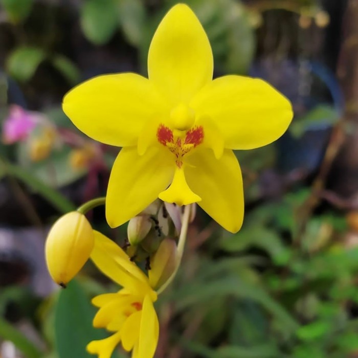 Tanaman hias bunga anggrek kuning - bibit anggrek tanah bunga kuning