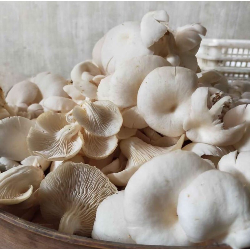 

jamur tiram fresh 1kg (khusus surabaya)